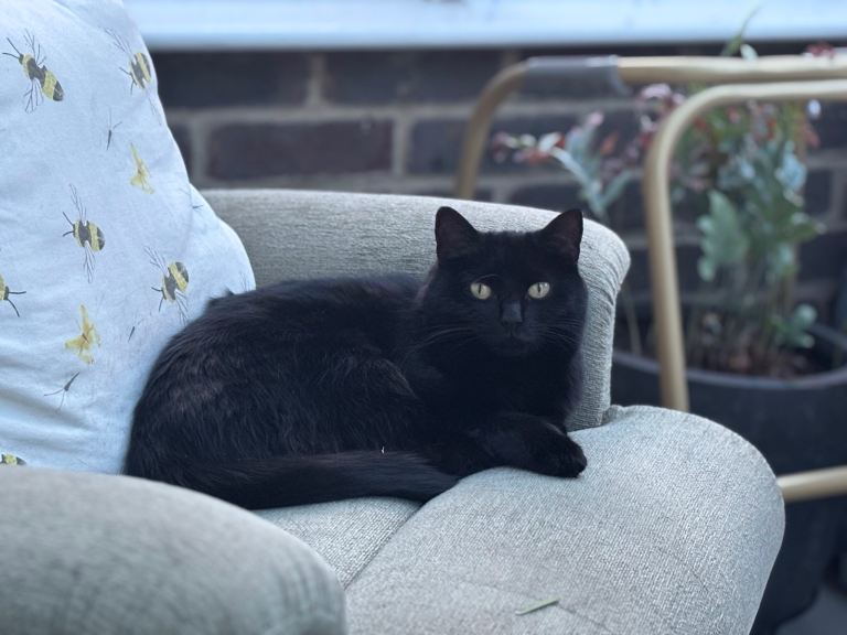 Loving girl looking for a new home