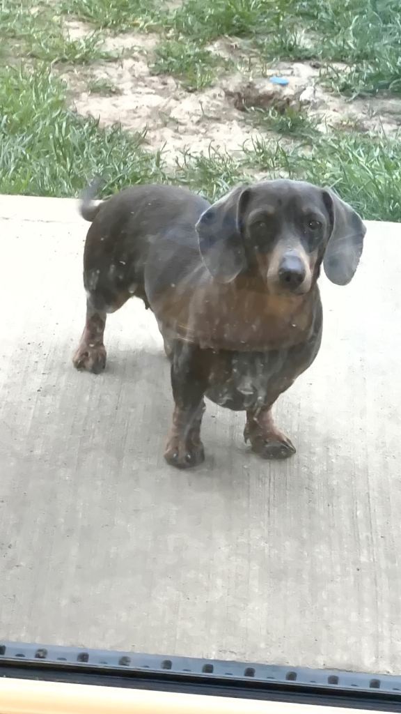 Mini girl dachshund 
