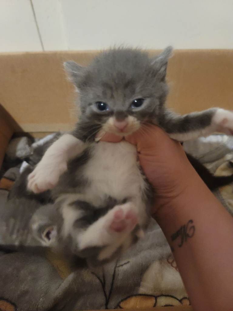 AMERICAN SHORT HAIR. PLEASE READ DESCRIPTIONS 