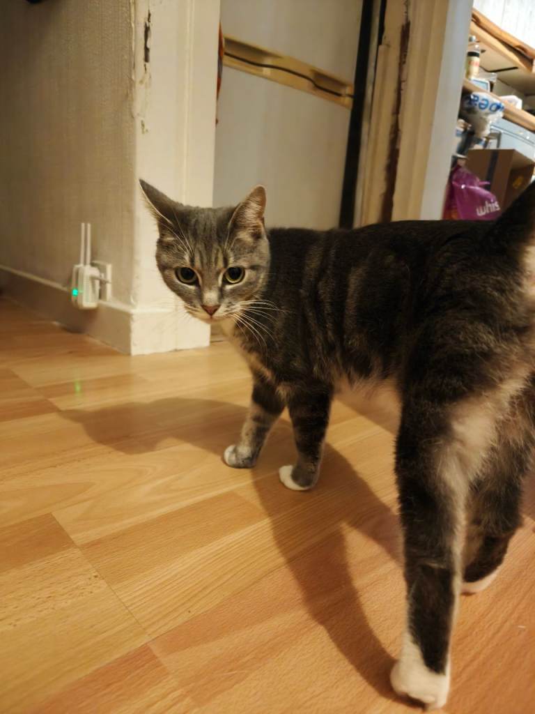 Grey Tabby Female Cat for Rehoming 