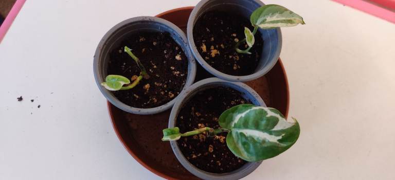 image for 2 pothos enjoy baby plants.