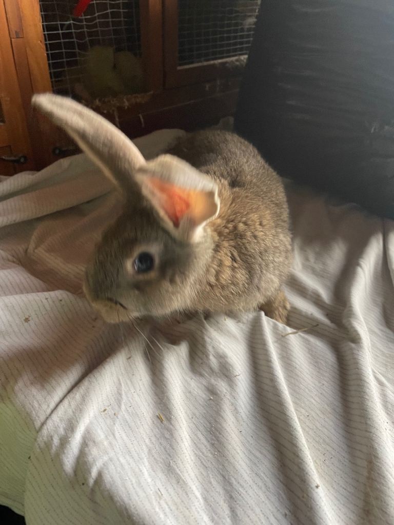 Male continental rabbit