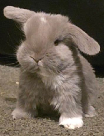 Beautiful mini lop 