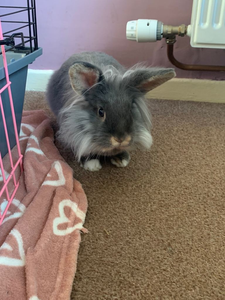 Lion haired lop rabbit 