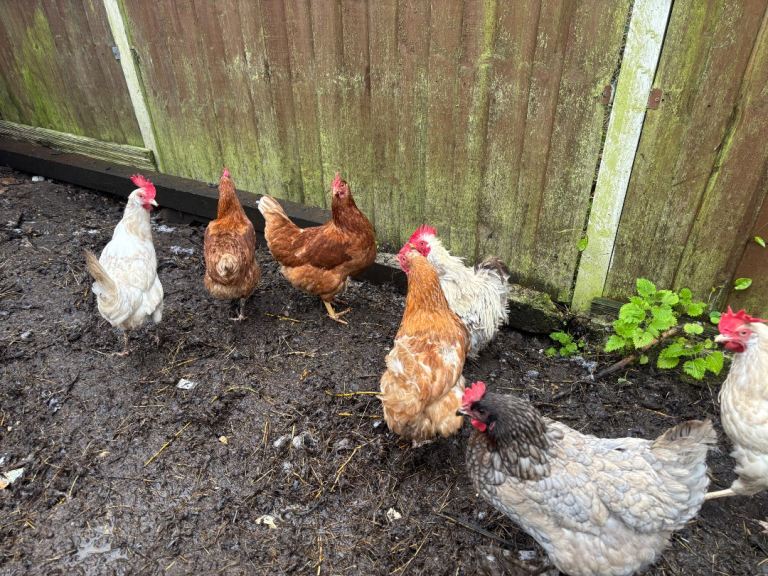 🐔 Lovely Chickens for Sale – Need a New Home