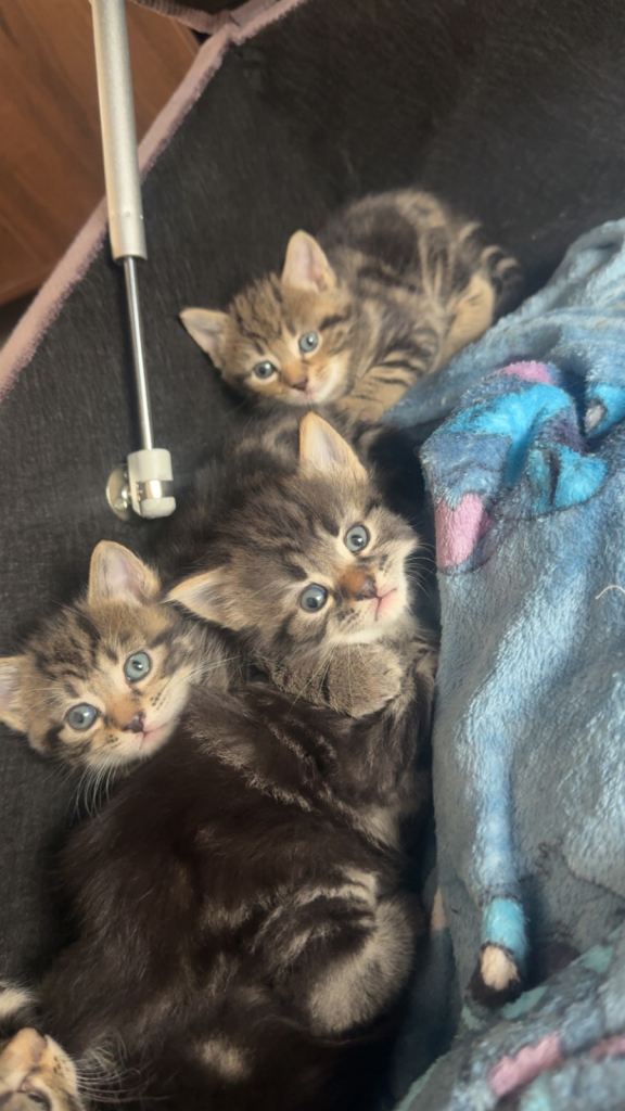 5 tabby kittens 