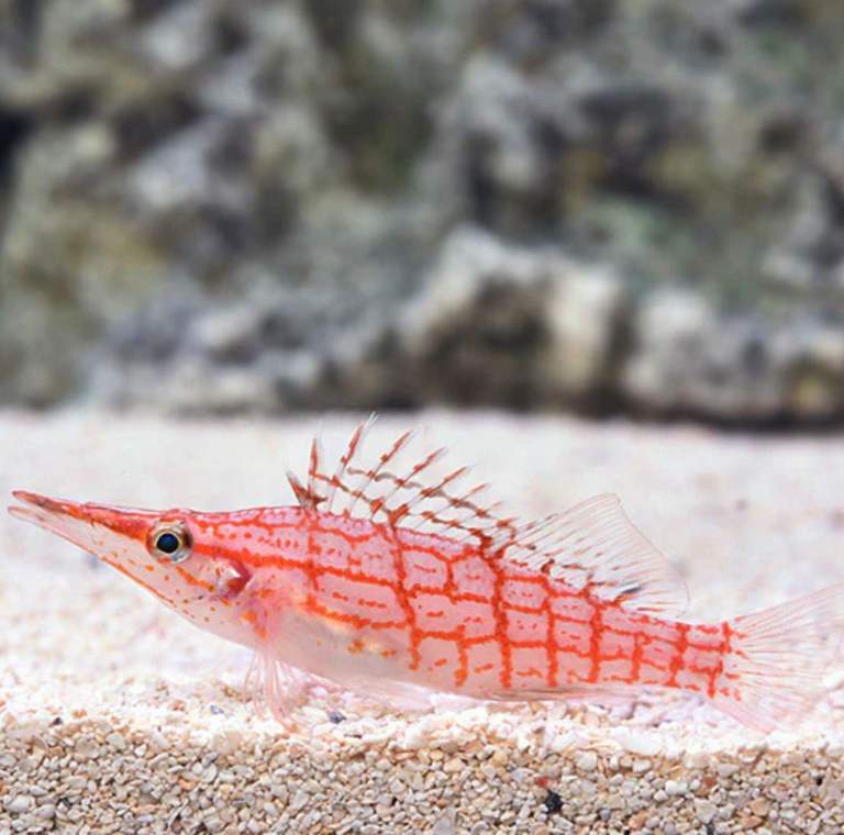 Longnose hawkfish 