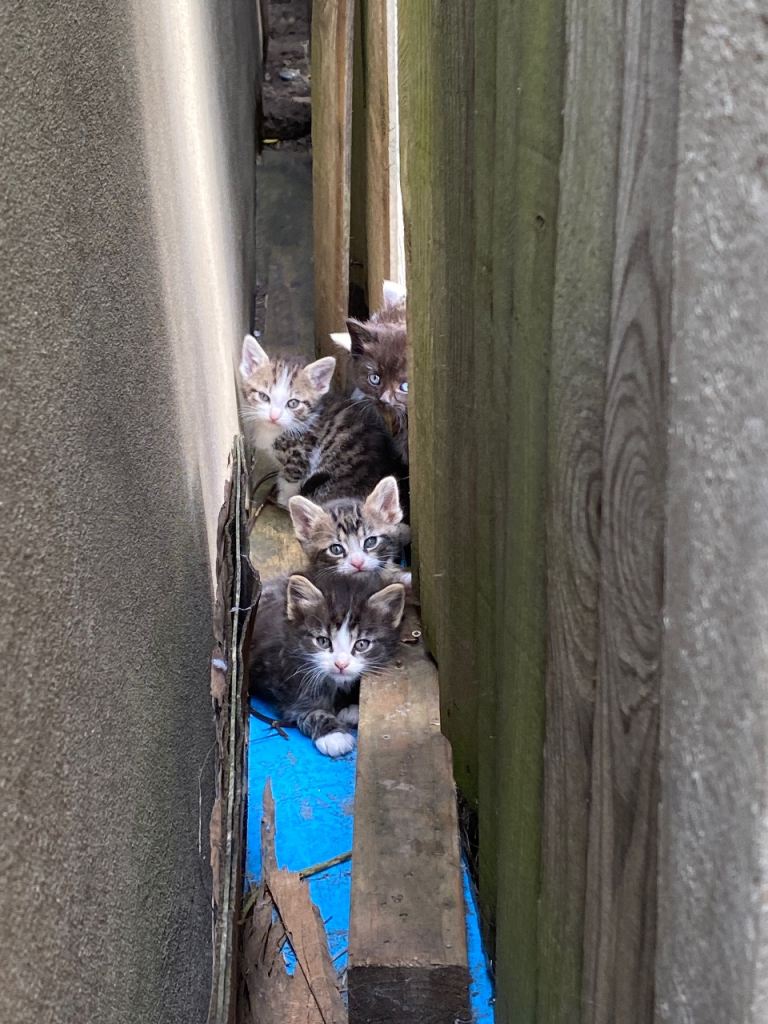 Kittens