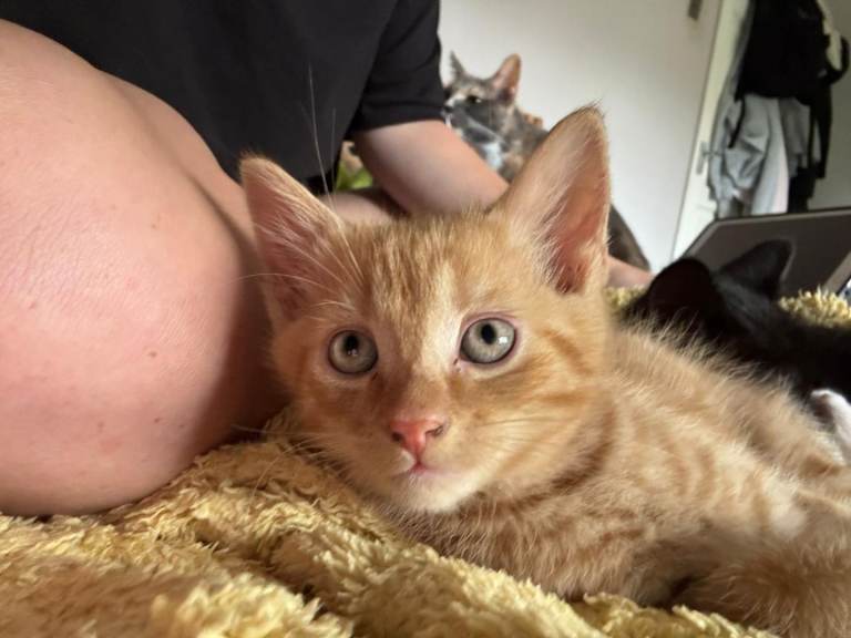 Kittens