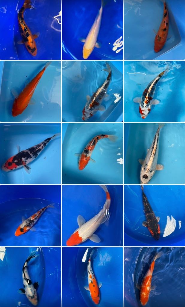 Koi for sale, sizes range from 5 inches to 14 inches