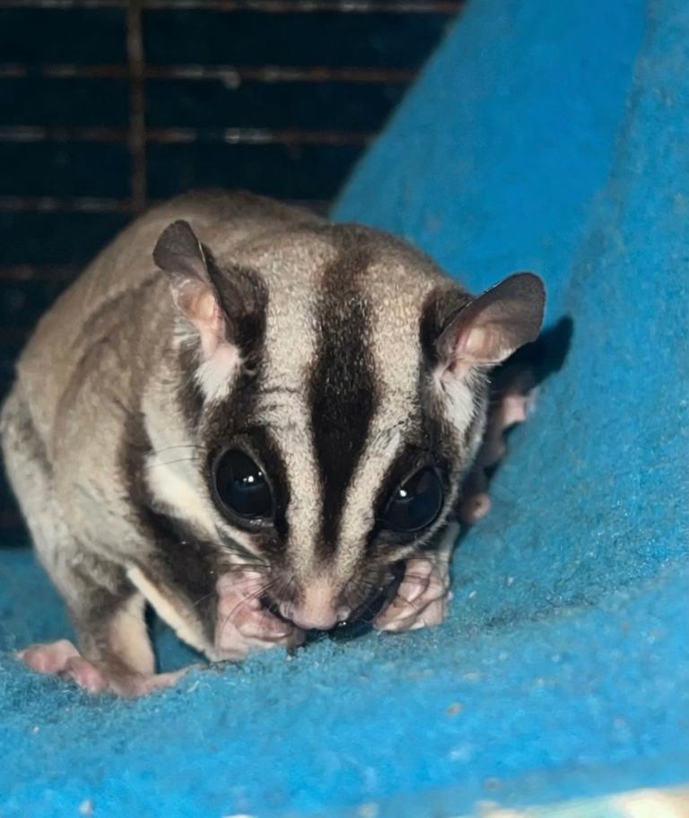 Phineas & Ferb Sugar Gliders 