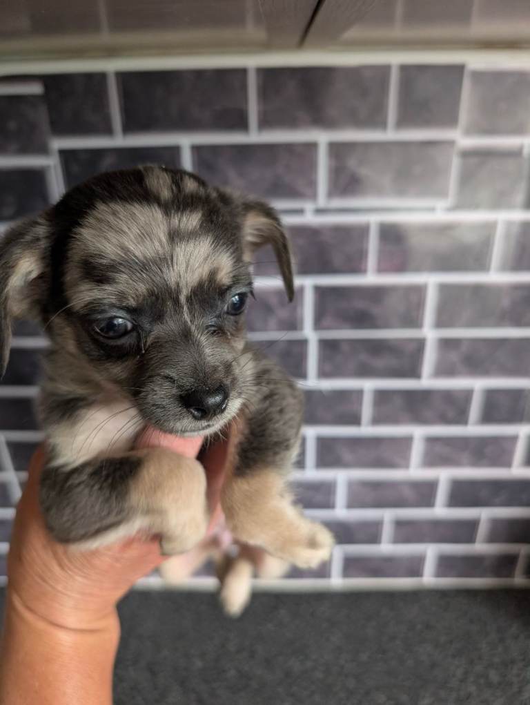 **READY TO COME HOME CHIWEENIE PUPS**
