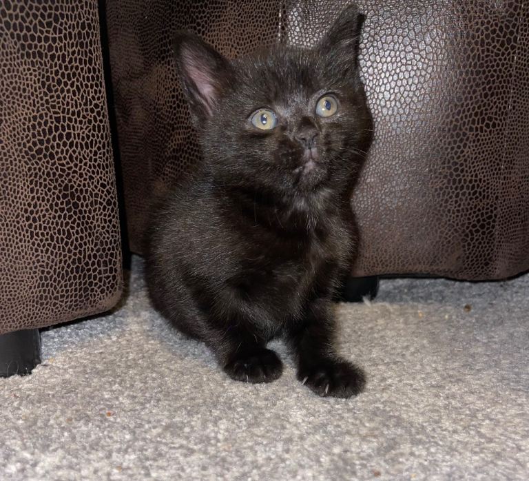 1x Kitten left for Sale