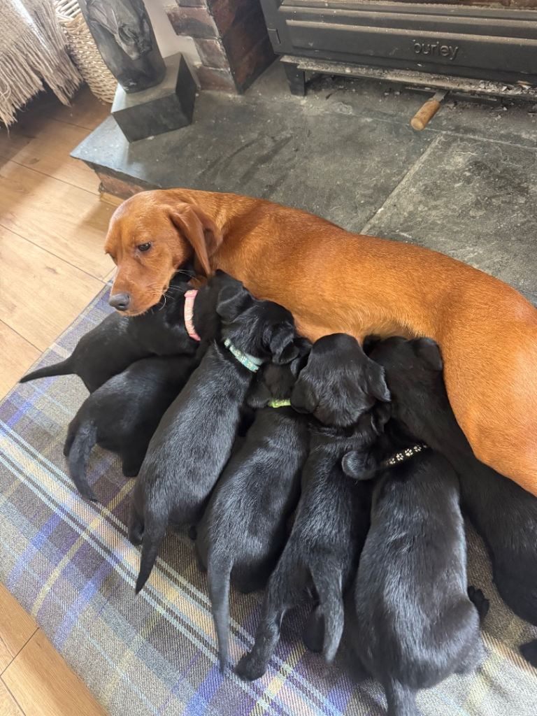 Beautiful Cockador pups Look for forever home 