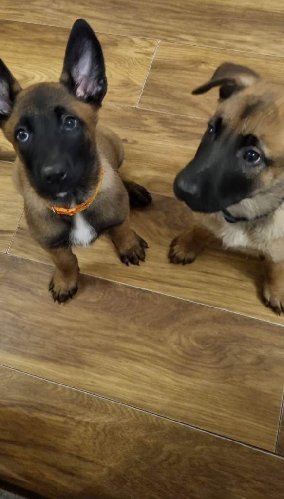 Stunning Belgian Malinois puppies for sale