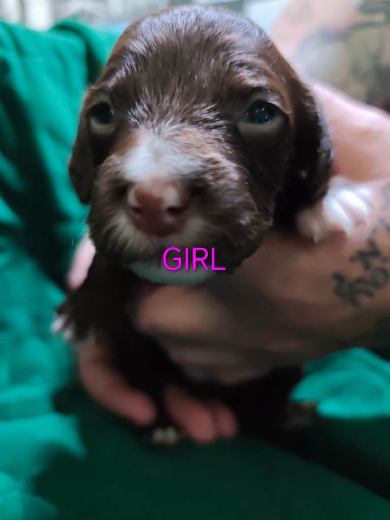 6 beautiful sproodle puppies 