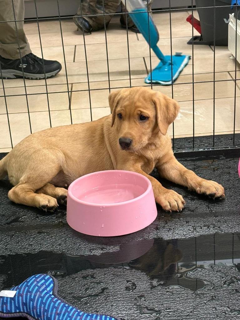 Puppy socialising sessions community morning 