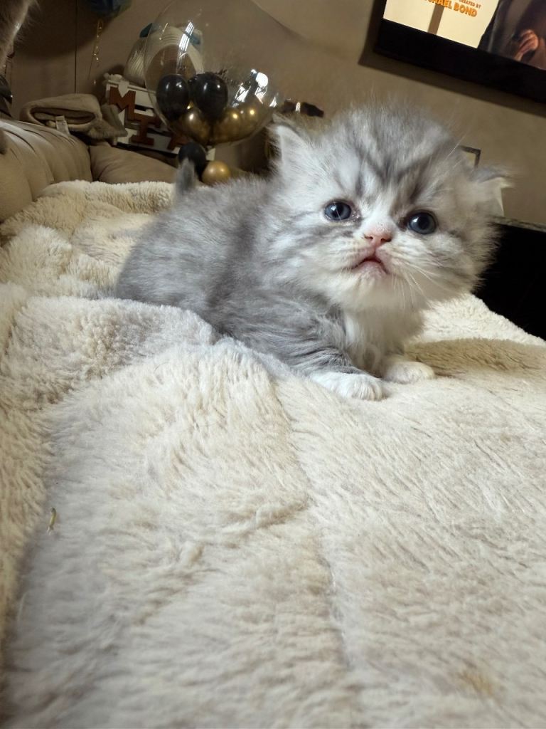 Persian kittens 