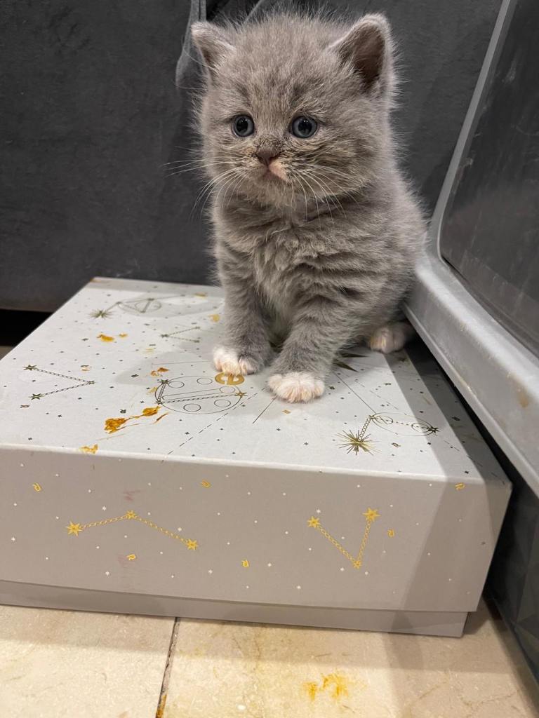 🐾 Beautiful Full Pedigree British Blue Shorthair Kittens – Loving Forever Homes Wanted 🐾