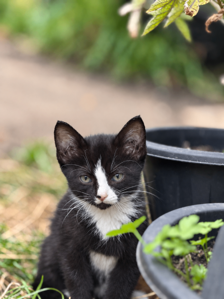 🐾 2 Adorable Maine coon x Kittens Looking for a Loving Forever Home 🐾