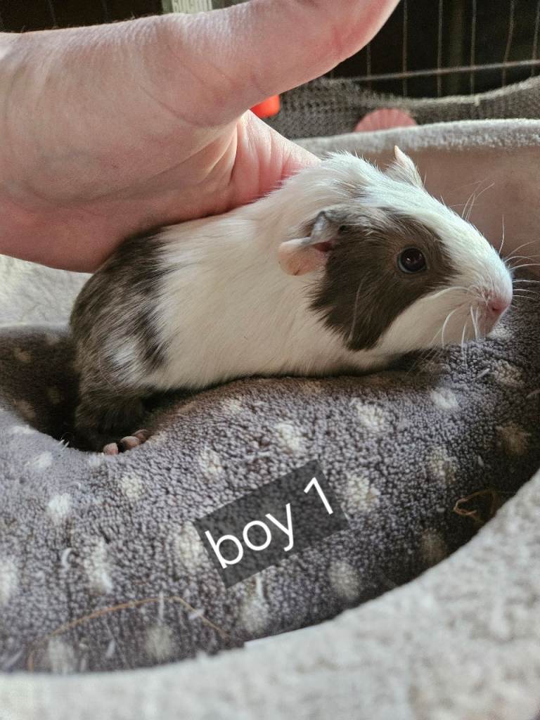 Baby boy guinea pigs