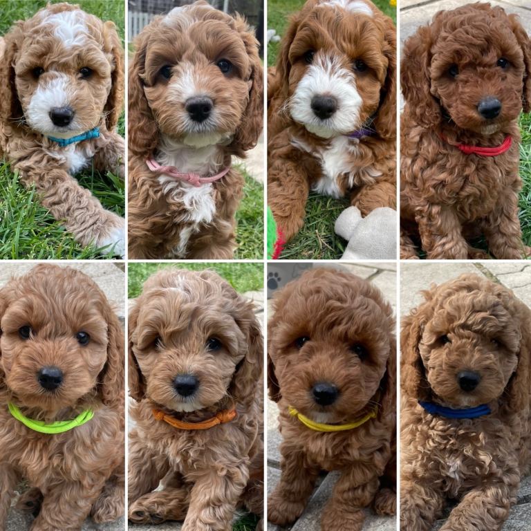 Cockapoo puppies 
