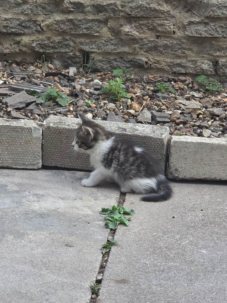 God cats