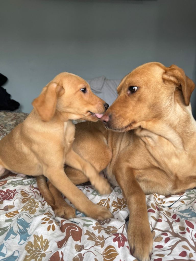 KC Fox Red Lab pups last 4 males