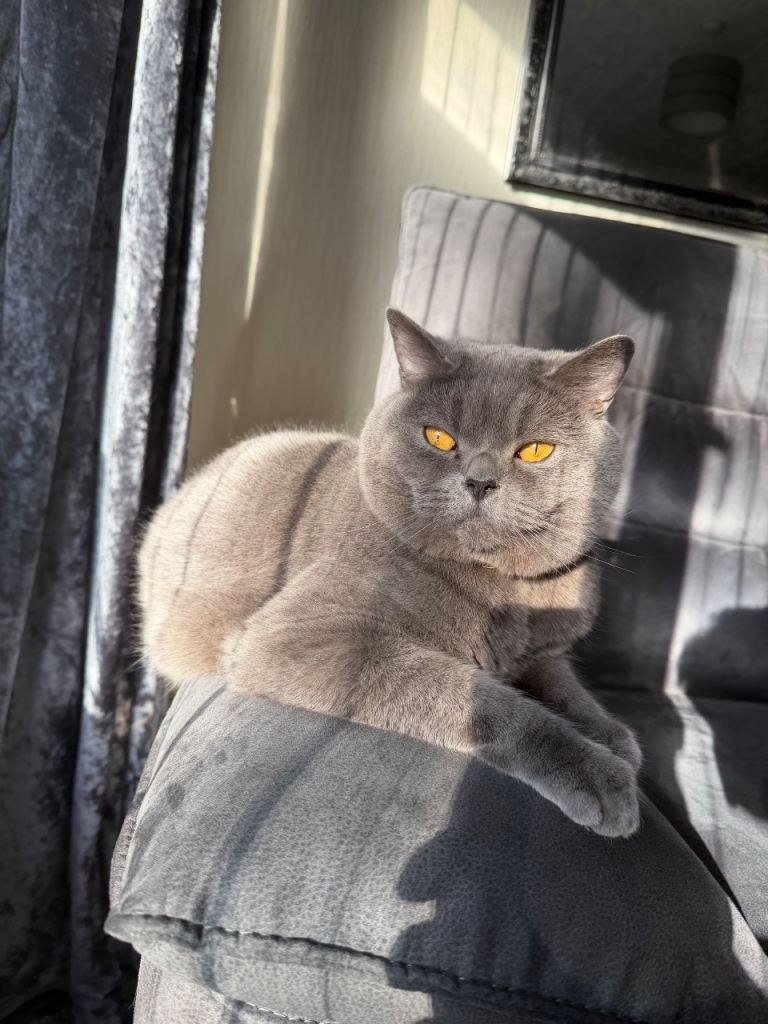 3 year old British Shorthair Male 