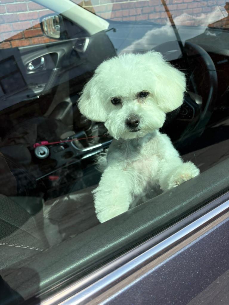 Maltipoo 