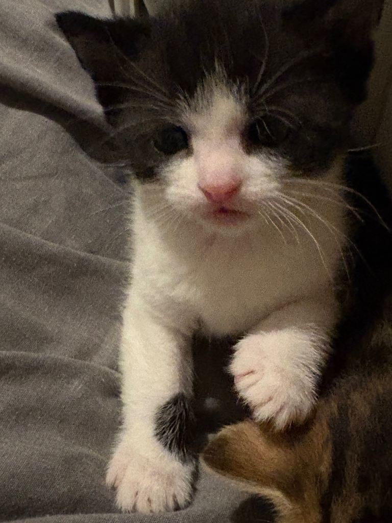 Your New Best Friend: Adorable, Cuddly Kittens Seeking Forever Homes