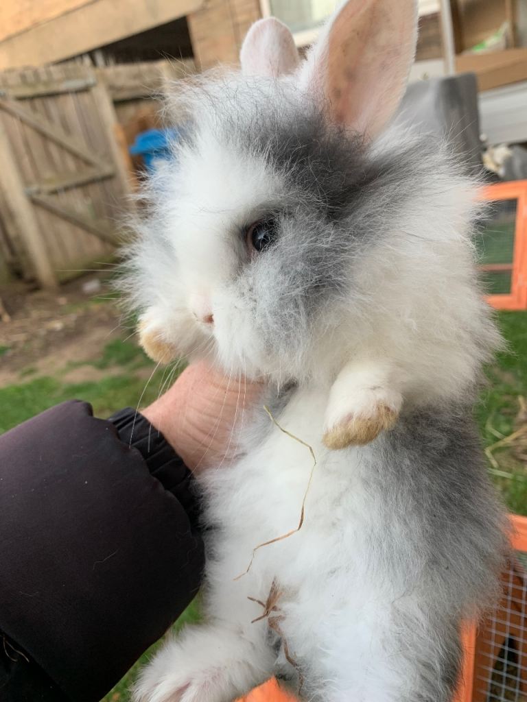 Rabbits