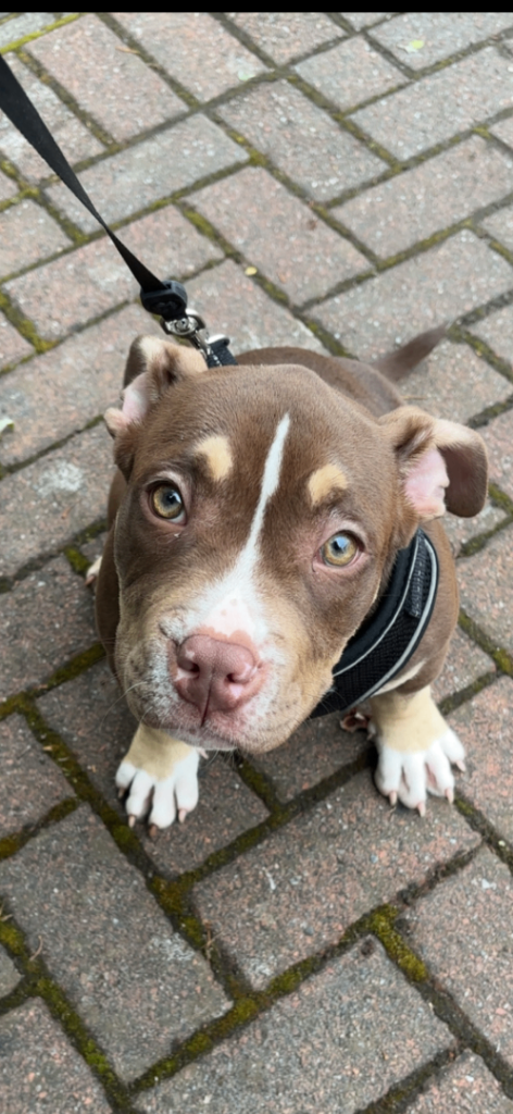 Tri chocolate merle pocket bully 