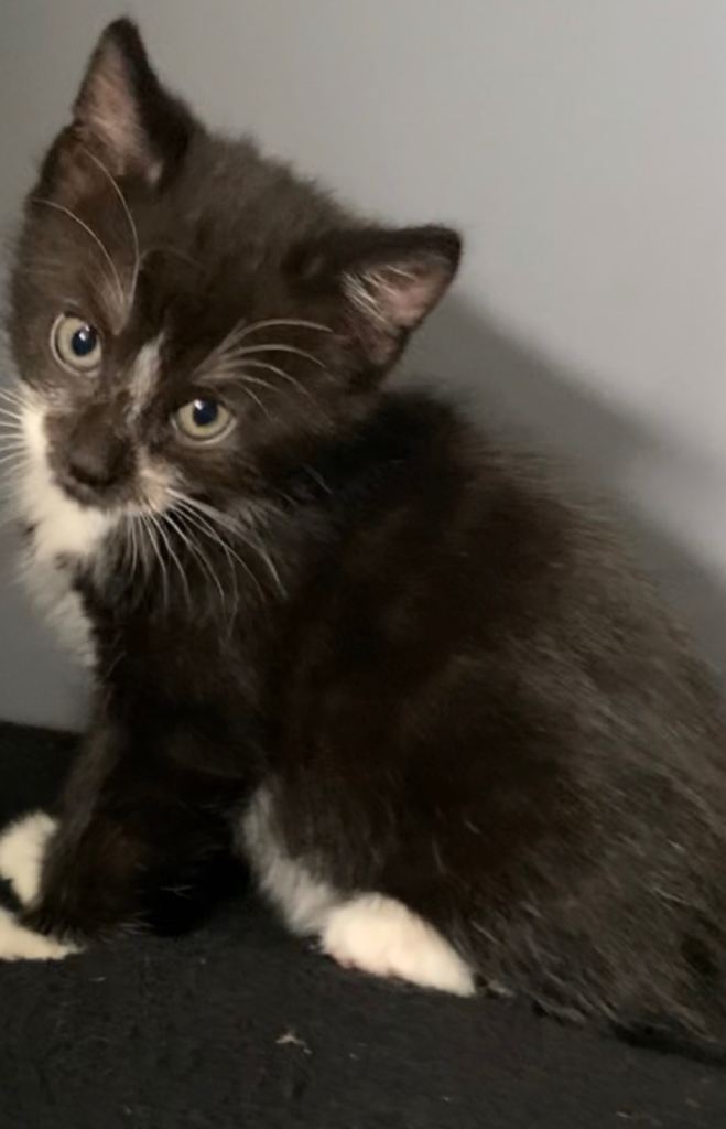 Black and white Bengal cross kittens (ready to leave)