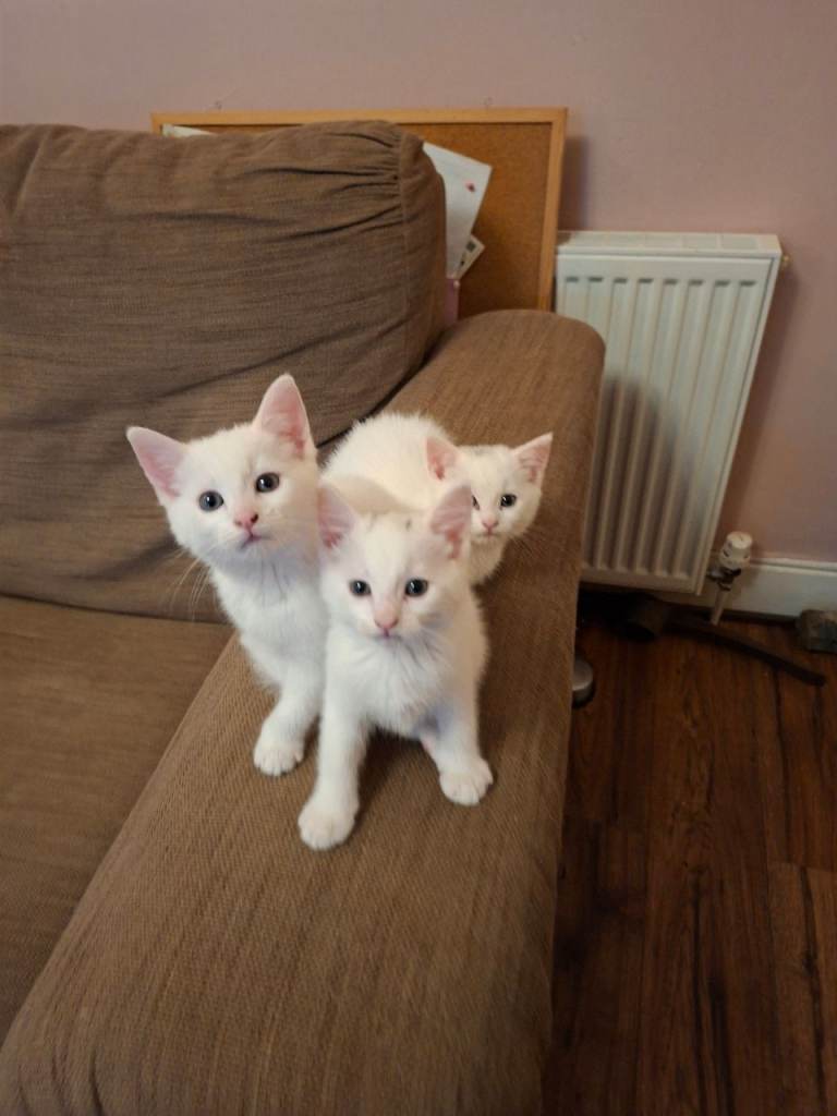 Lovely white kittens