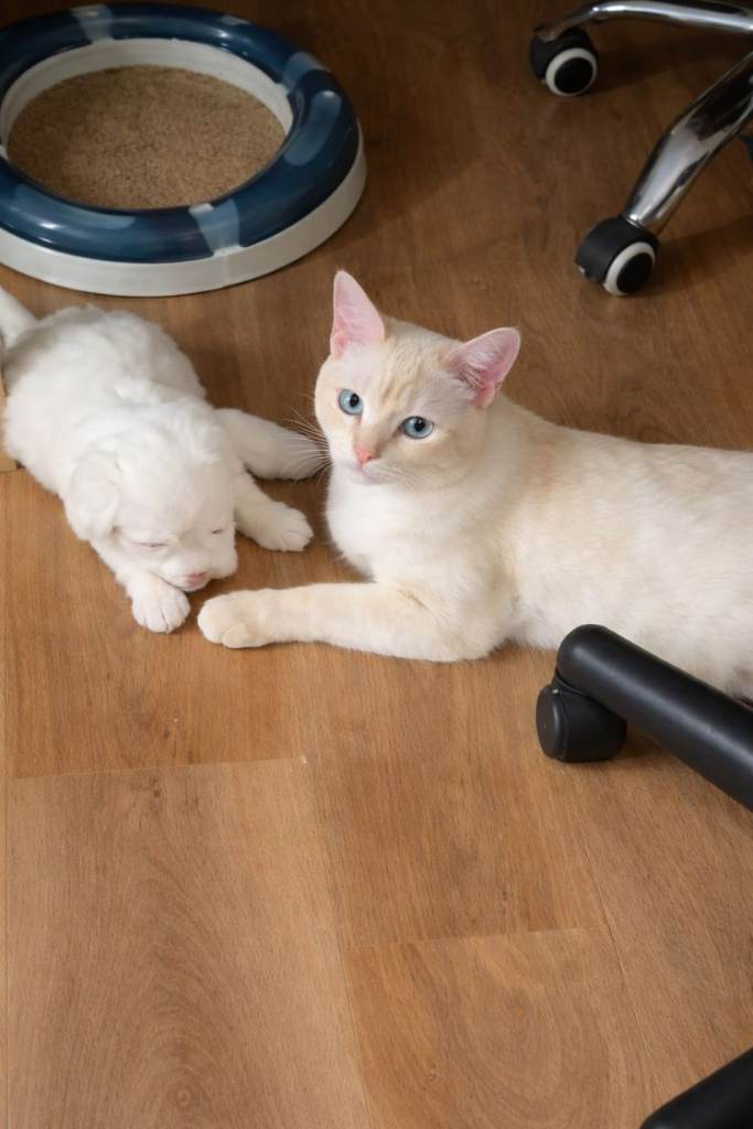 Siamese (flame) point boy