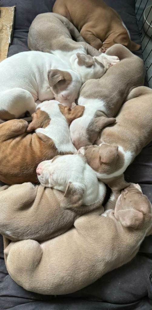 Puppies for sale