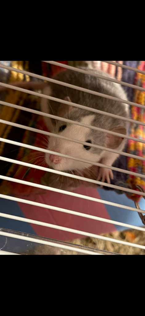 Rats for sale 