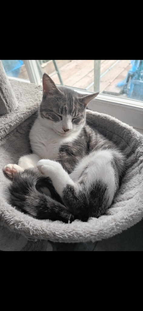 🐾 Lovely Pair of Cats Looking for a New Home 🐾