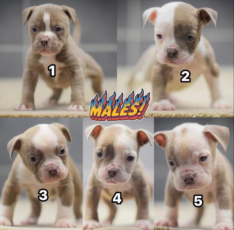 5 star licensed breeder olde English bulldog old tyme bulldog 