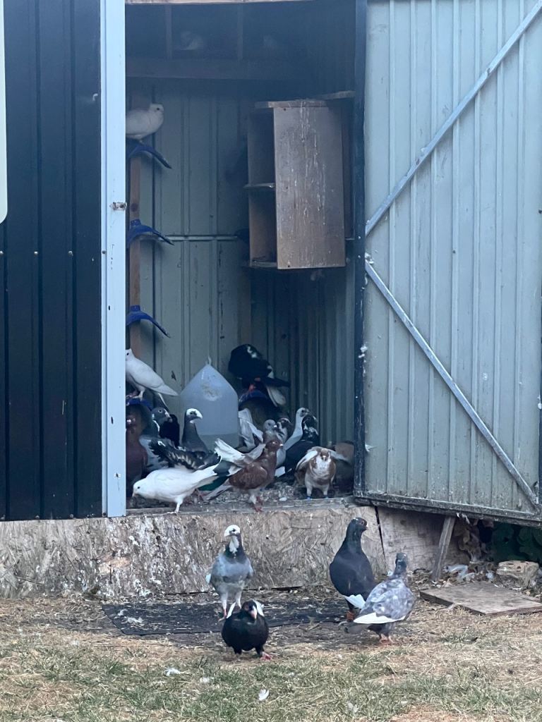 Pigeons