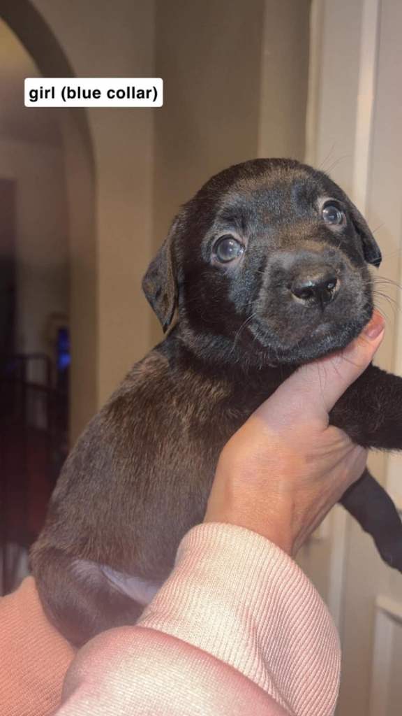 Mastador puppies