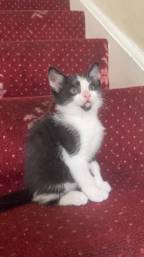 Kittens 