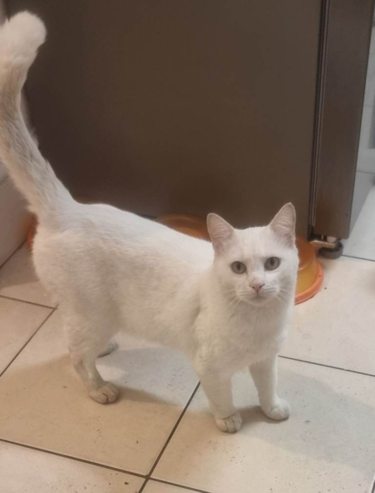 Adorable Kittens Looking for Loving Homes