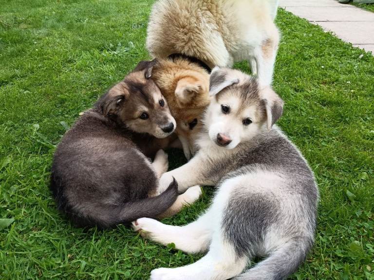 Northern Inuit puppies 
