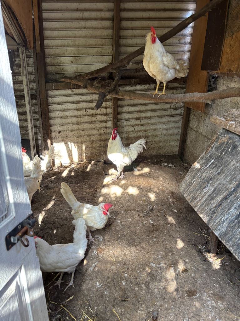 Chickens 