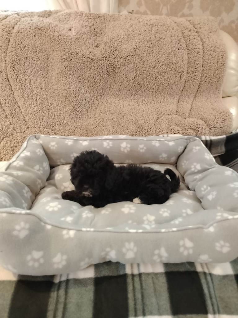 shih tzu x poodle puppy