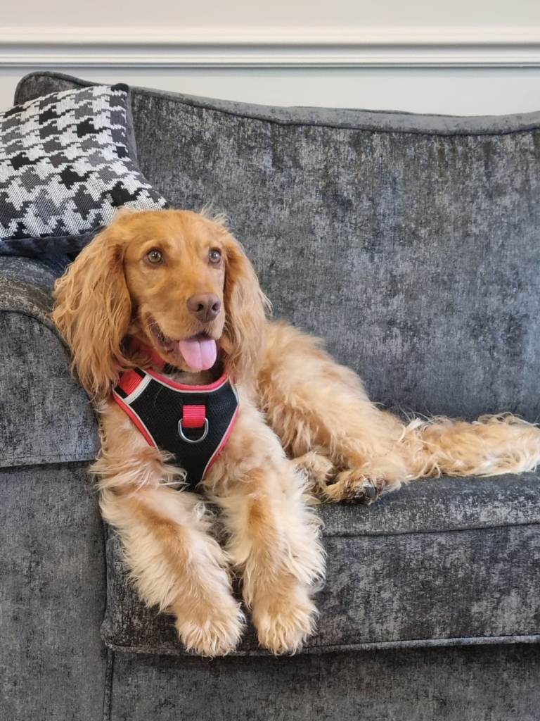 Beautiful Angus