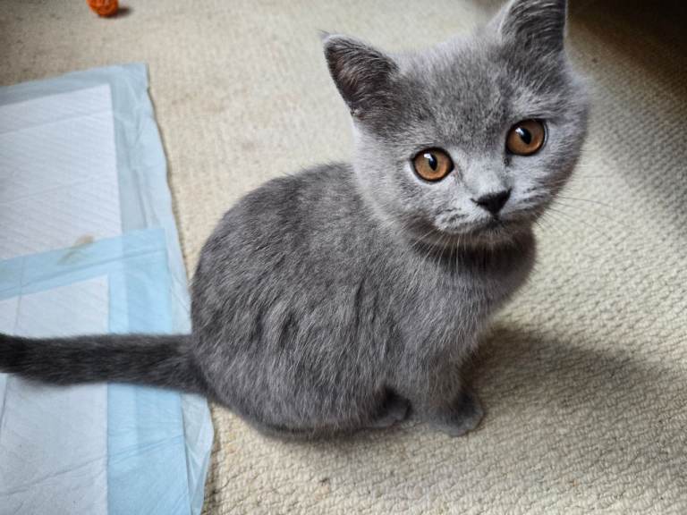 British Shorthair Kittens - 3 left!
