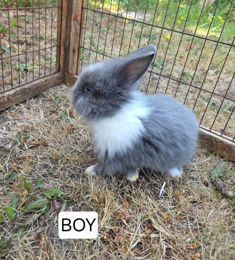 Lionlop babies for sale 